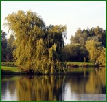 Bourton Lake